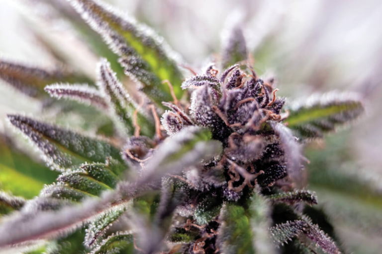 Autoflower Seed: Everything You Need to Know